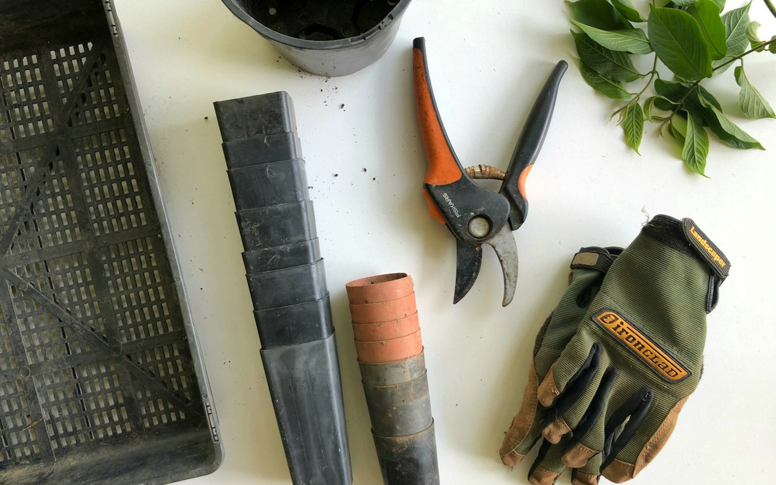 Gardening tools and gloves arranged beside green plants